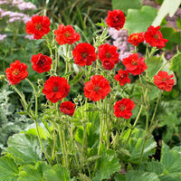 Red Bradshaw Flower seeds for Planting - Easy to Grow, Heirloom & GMO Free Seeds for Home Garden