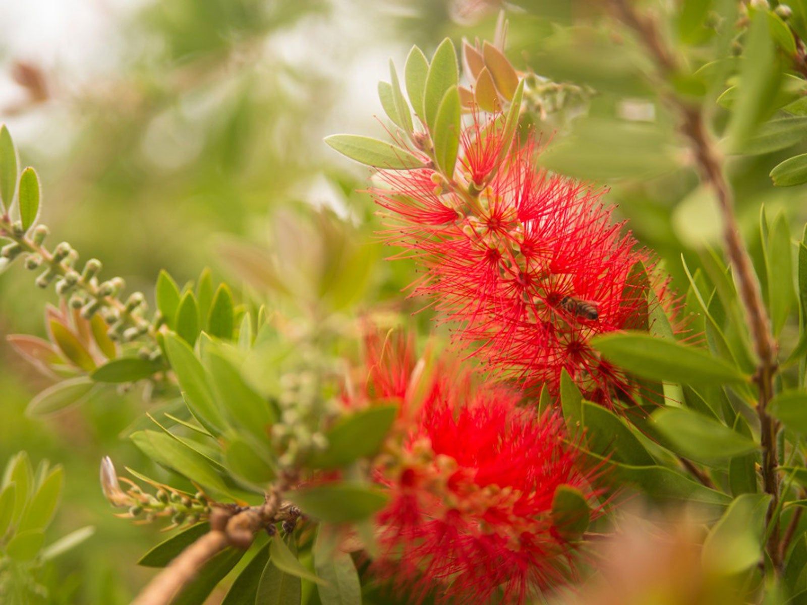 BottleBrush Flower seeds for Planting Compact Growth Heirloom & GMO Free Seeds for Home Garden