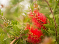 BottleBrush Flower seeds for Planting Compact Growth Heirloom & GMO Free Seeds for Home Garden