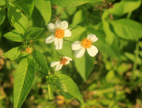 Spanish Needles Flower seeds for Planting Easy to Grow Heirloom & GMO Free Seeds for Home Garden