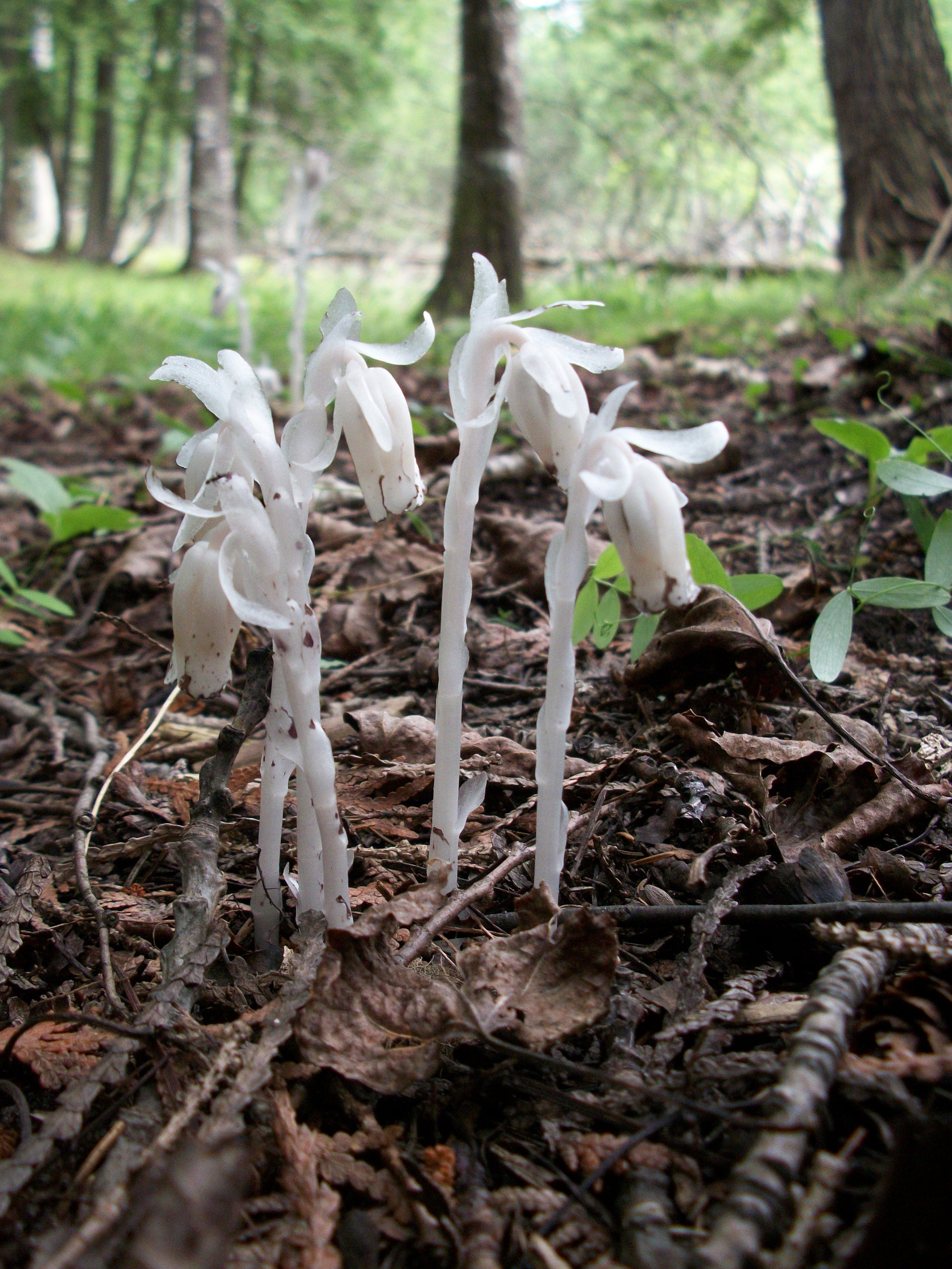 White Monotropa Uniflora Flower seeds for Planting - Compact Growth, Heirloom & GMO Free Seeds for Home Garden