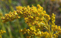 Solidago Canadensis Flower seeds for Planting Seasonal Bloomer Heirloom & GMO Free Seeds for Home Garden