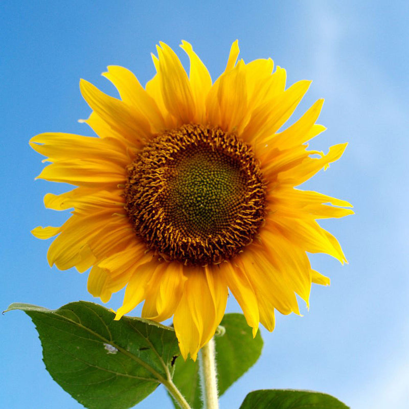 Gray Mongolian Sunflower Seeds for Planting