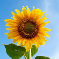 Gray Mongolian Sunflower Seeds for Planting