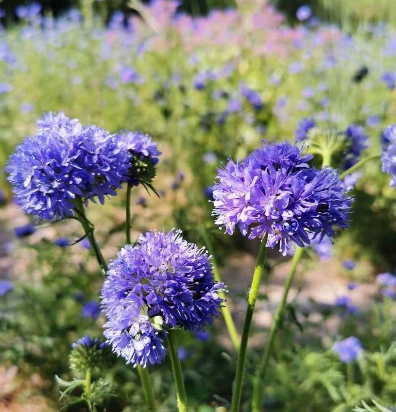 Gilia Capitata Flower seeds for Planting Wildflower Mix Heirloom & GMO Free Seeds for Home Garden 
 
 Sale