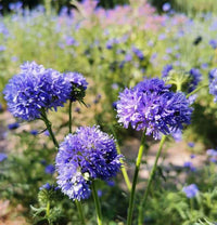 Gilia Capitata Flower seeds for Planting Wildflower Mix Heirloom & GMO Free Seeds for Home Garden 
 
 Sale