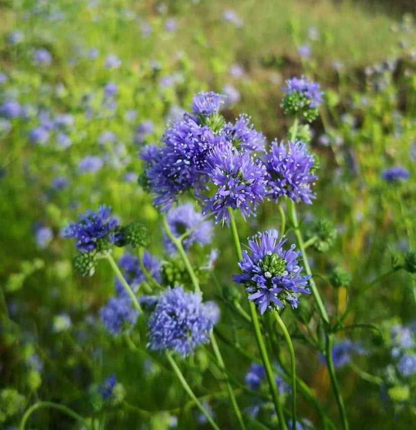 Gilia Capitata Flower seeds for Planting Wildflower Mix Heirloom & GMO Free Seeds for Home Garden 
 
 Sale