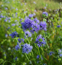 Gilia Capitata Flower seeds for Planting Wildflower Mix Heirloom & GMO Free Seeds for Home Garden 
 
 Sale