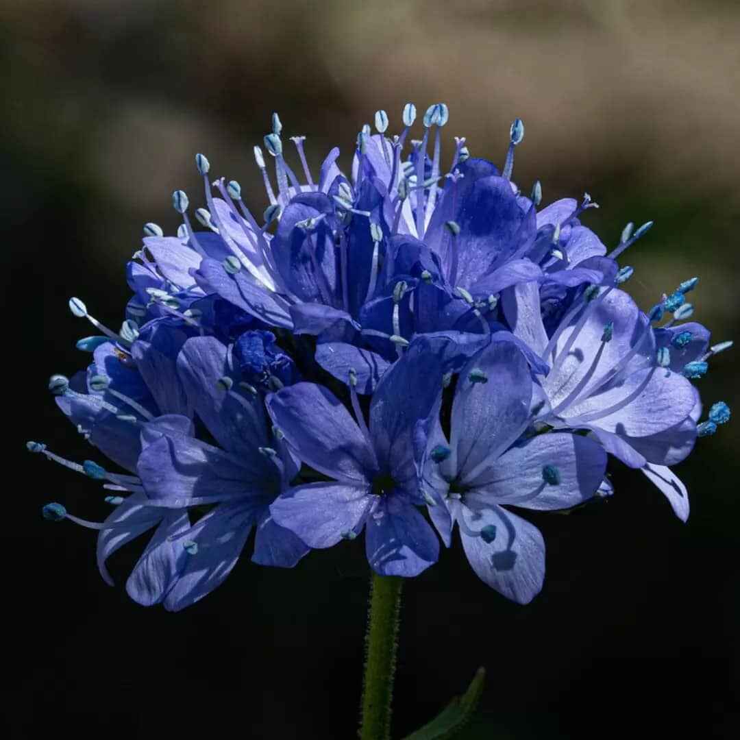 Blue Gilly Flower seeds for Planting - Drought Tolerant, Heirloom & GMO Free Seeds for Home Garden