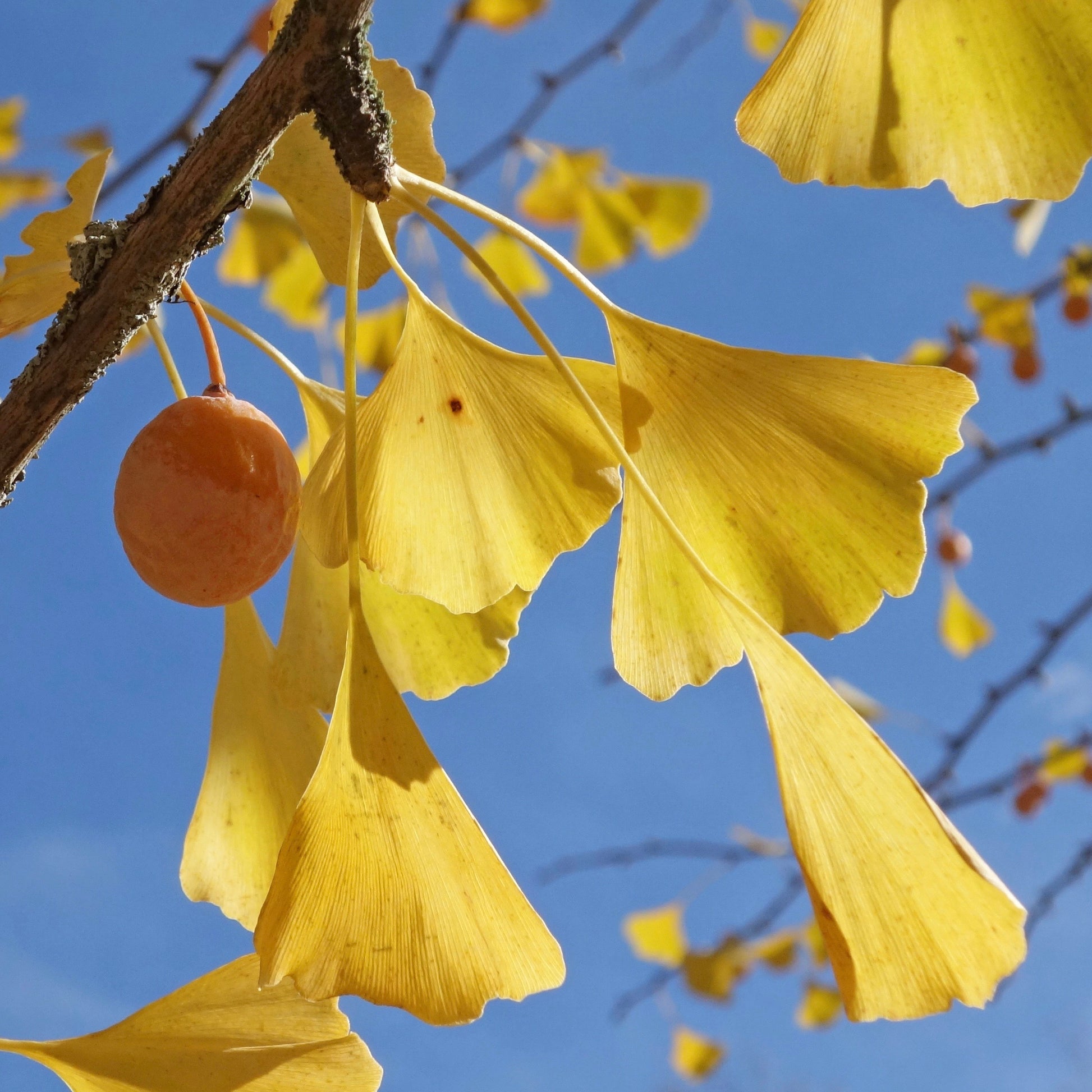 Ginkgo Flower seeds for Planting - Sun Loving, Heirloom & GMO Free Seeds for Home Garden