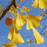 Ginkgo Flower seeds for Planting - Sun Loving, Heirloom & GMO Free Seeds for Home Garden