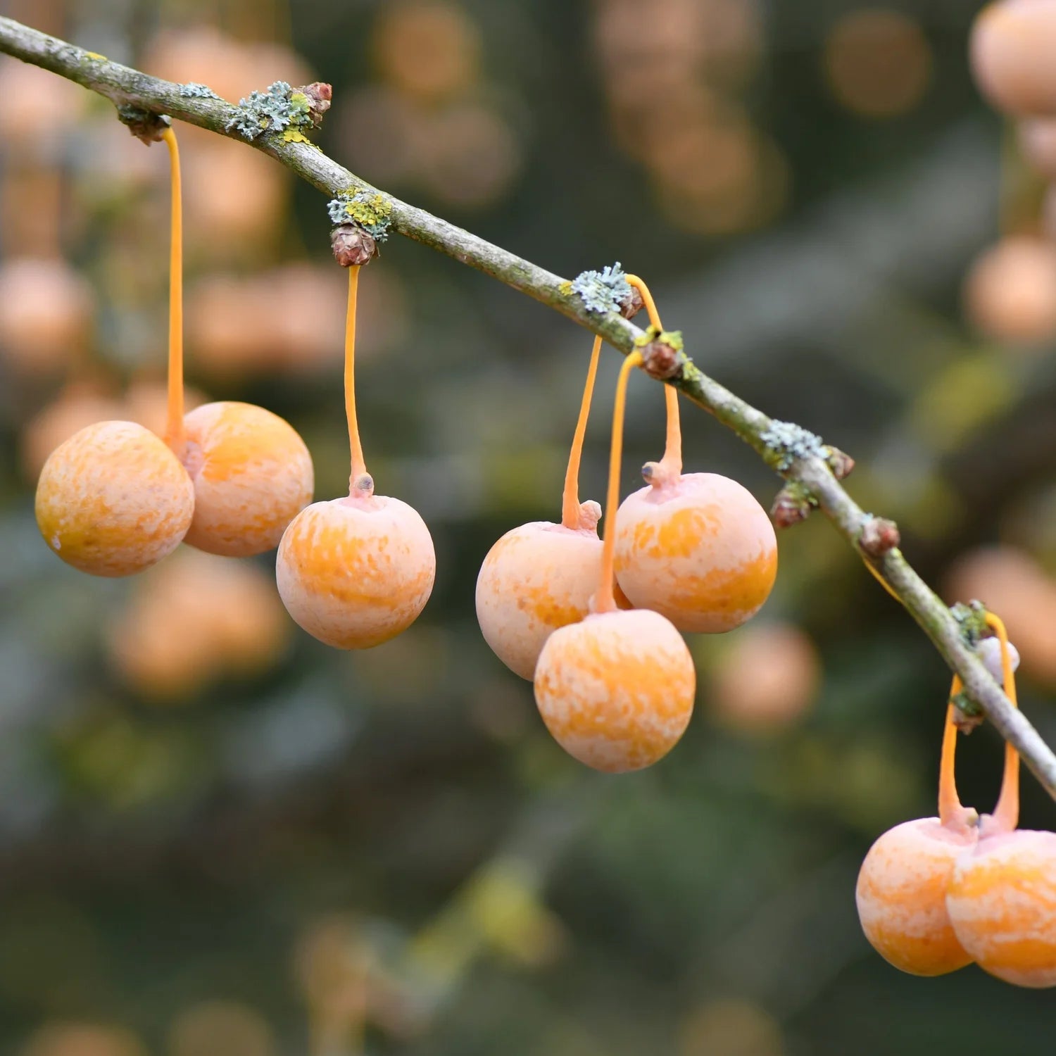 Orange Ginkgo Seeds for Easy Planting