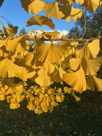 Ginkgo Flower seeds for Planting Fragrant Blossoms Heirloom & GMO Free Seeds for Home Garden 
 
 Sale