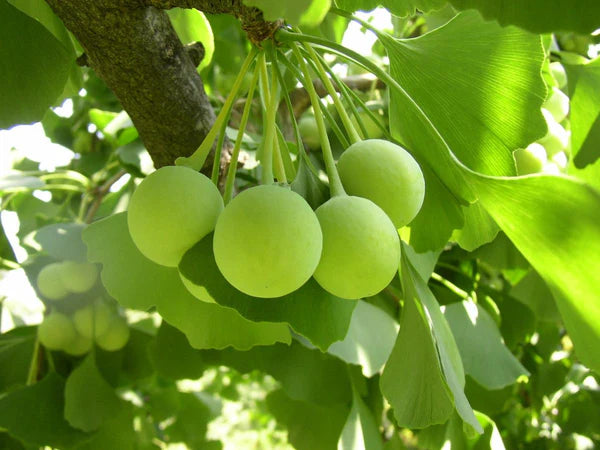 Majestic Ginkgo Biloba Tree Seeds for Easy Planting