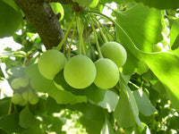 Majestic Ginkgo Biloba Tree Seeds for Easy Planting