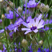 Cupid's Flower seeds for Planting Low Maintenance Heirloom & GMO Free Seeds for Home Garden 
 
 Sale