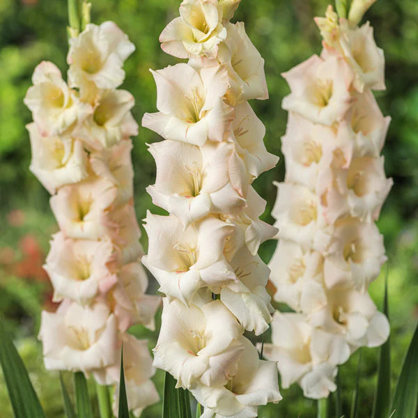 Cream White Gladiolus Flower Seeds for Planting Colorful Display Heirloom & GMO Free Seeds for Home Garden
 
 Sale