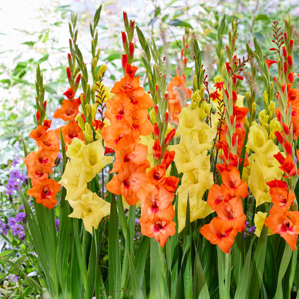 Yellow Orange Gladiolus Flower seeds for Planting - Wildflower Mix, Heirloom & GMO Free Seeds for Home Garden