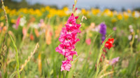 Multi Gladiolus Flower Seeds Flower seeds for Planting Fragrant Blossoms Heirloom & GMO Free Seeds for Home Garden