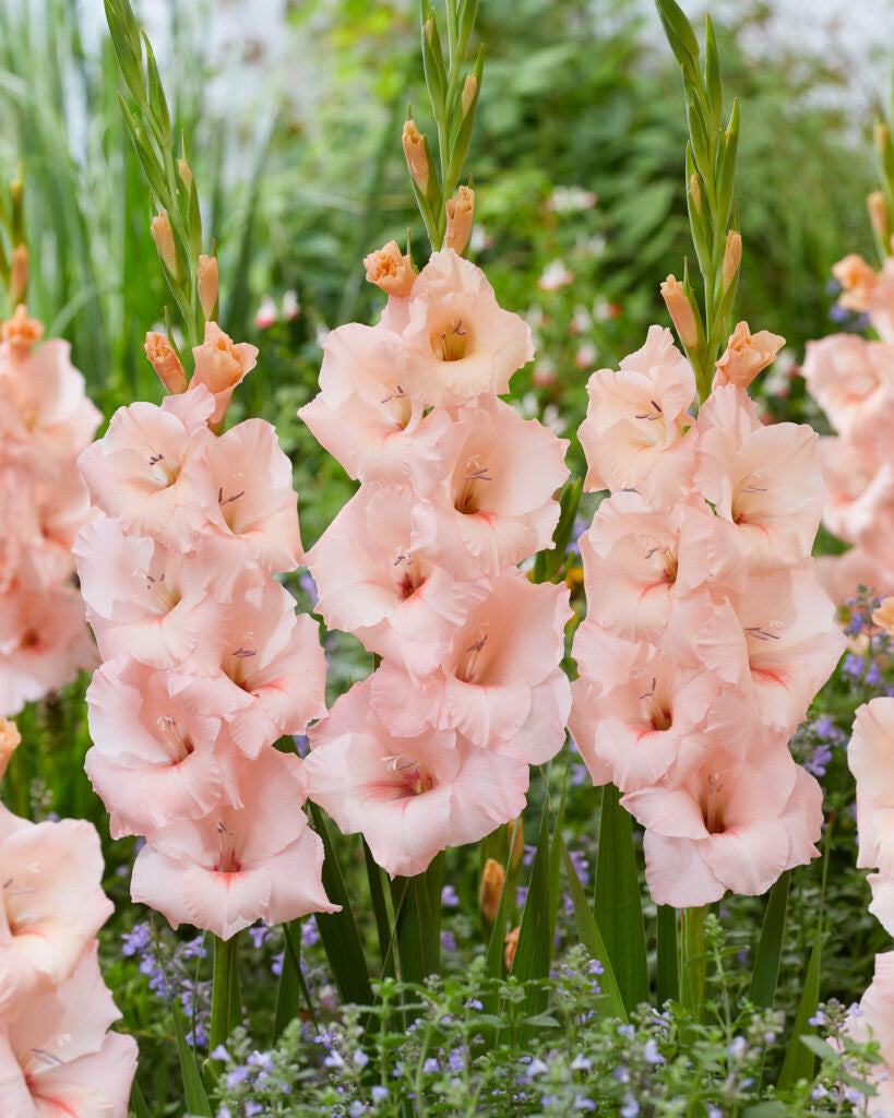 Peach Gladiolus Flower seeds for Planting - Cut Flower Favorite, Heirloom & GMO Free Seeds for Home Garden