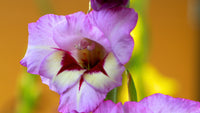 Red Purple Gladiolus Flower Seeds for Planting Drought Tolerant Heirloom & GMO Free Seeds for Home Garden
 
 Sale