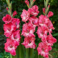 Baby pink gladiolus seeds for planting
