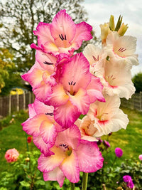 Yellow Light Pink Gladiolus Flower Seeds for Planting Fragrant Blossoms Heirloom & GMO Free Seeds for Home Garden
 
 Sale