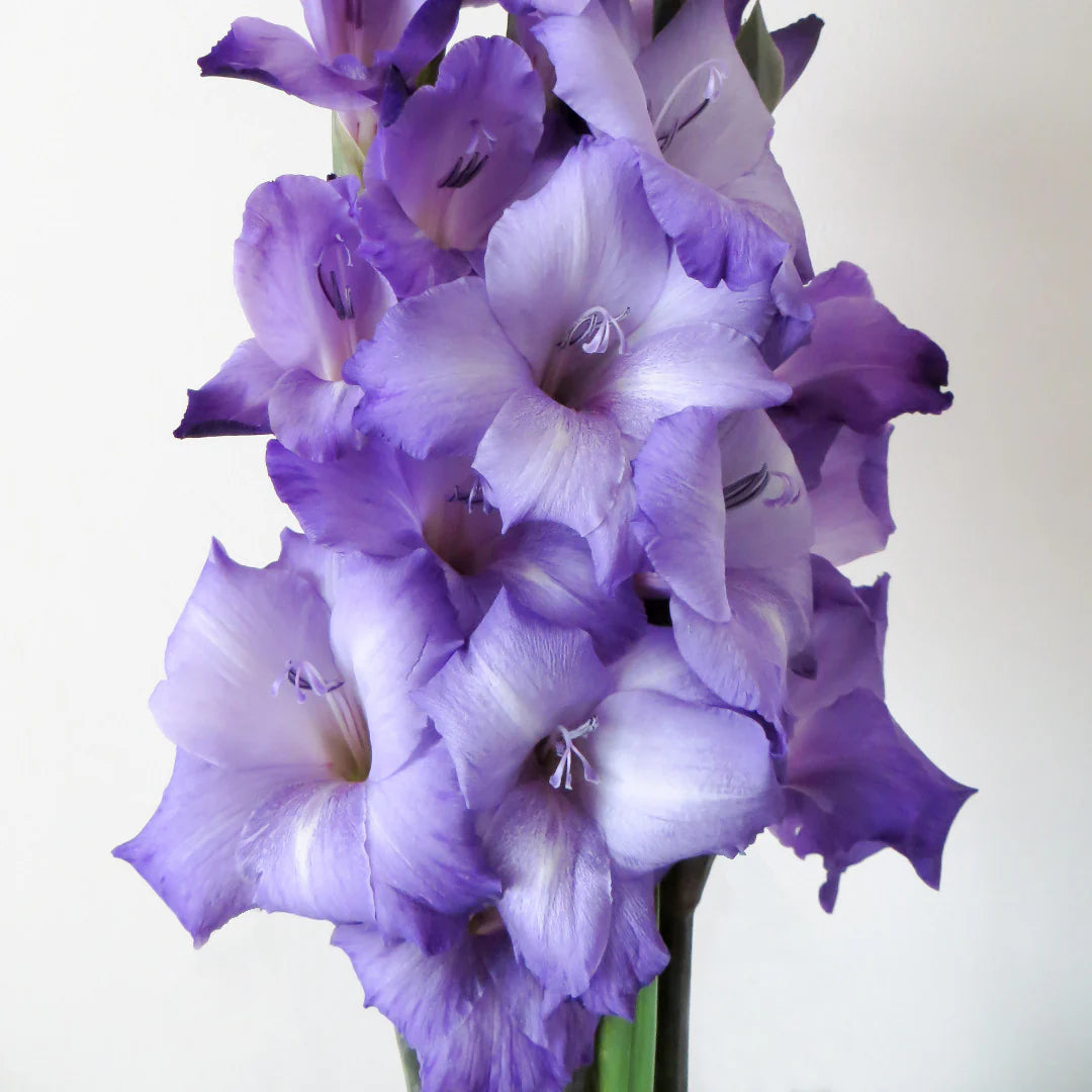 Light Violet Gladiolus Flower Seeds for Planting Bright Blooms Heirloom & GMO Free Seeds for Home Garden
 
 Sale