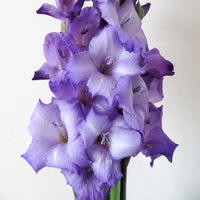 Light Violet Gladiolus Flower Seeds for Planting Bright Blooms Heirloom & GMO Free Seeds for Home Garden
 
 Sale