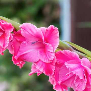 Pink Gladiolus Flower seeds for Planting - Perfect for Borders, Heirloom & GMO Free Seeds for Home Garden