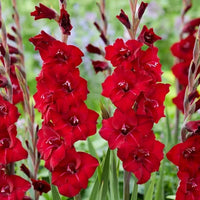 Gladiolus Flower seeds for Planting - Easy to Grow, Heirloom & GMO Free Seeds for Home Garden
