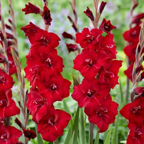 Gladiolus Flower seeds for Planting - Easy to Grow, Heirloom & GMO Free Seeds for Home Garden