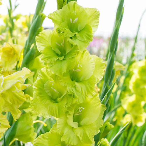 Green Perennial Gladiolus Flower seeds for Planting - Bright Blooms, Heirloom & GMO Free Seeds for Home Garden
