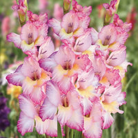 Yellow Light Pink Gladiolus Flower Seeds for Planting Fragrant Blossoms Heirloom & GMO Free Seeds for Home Garden
 
 Sale