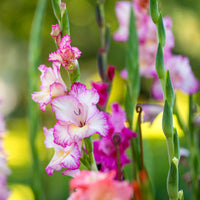 Perennial Gladiolus Flower seeds for Planting Bright Blooms Heirloom & GMO Free Seeds for Home Garden 
 
 Sale