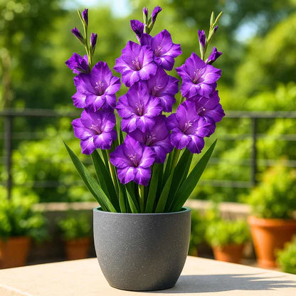 Deep Purple Gladiolus Seeds Flower seeds for Planting Pollinator Friendly Heirloom & GMO Free Seeds for Home Garden 
 
 Sale