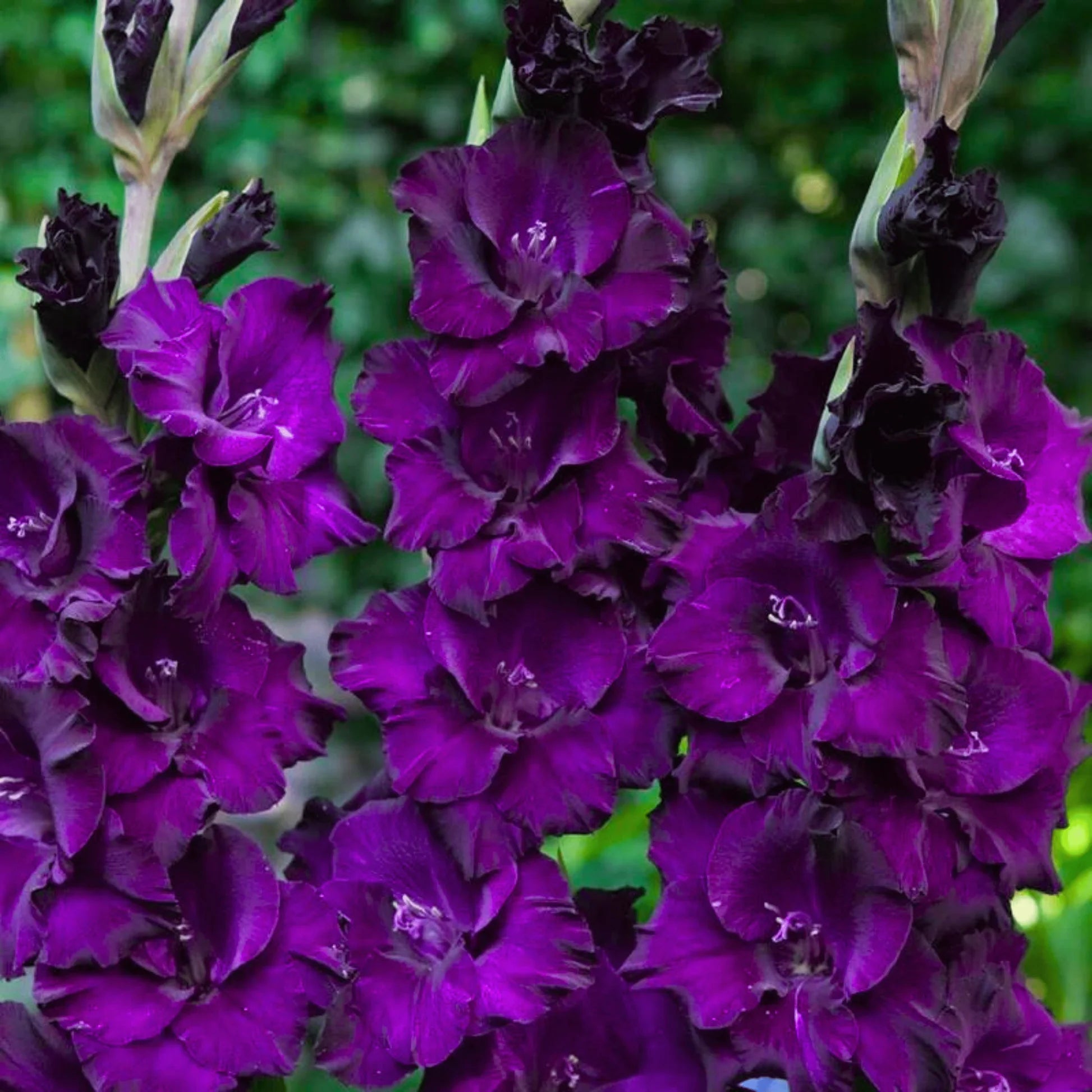 Dark Purple Gladiolus Flower Seeds for Planting Bright Blooms Heirloom & GMO Free Seeds for Home Garden
 
 Sale