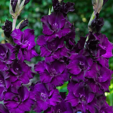 Dark Purple Gladiolus Flower Seeds for Planting Bright Blooms Heirloom & GMO Free Seeds for Home Garden
 
 Sale
