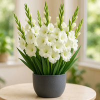 White Gladiolus Flower Seeds Wildflower Mix Heirloom & GMO Free Seeds for Home Garden
 
 Sale