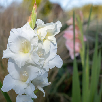 White Gladiolus Flower Seeds Wildflower Mix Heirloom & GMO Free Seeds for Home Garden
 
 Sale
