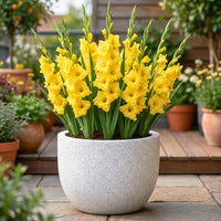 Light Yellow Gladiolus Flower Seeds for Planting Drought Tolerant Heirloom & GMO Free Seeds for Home Garden
 
 Sale