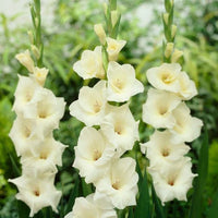 Cream White Gladiolus Flower Seeds for Planting Colorful Display Heirloom & GMO Free Seeds for Home Garden
 
 Sale
