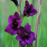 Dark Purple Gladiolus Flower Seeds for Planting Bright Blooms Heirloom & GMO Free Seeds for Home Garden
 
 Sale