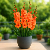 Gladiolus Yellow Orange Flower seeds for Planting - Cut Flower Favorite, Heirloom & GMO Free Seeds for Home Garden