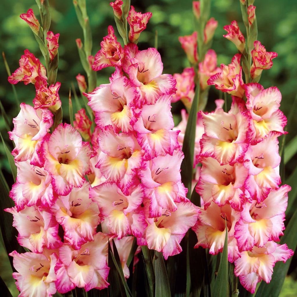 Cream Pink Gladiolus Flower Seeds for Planting Fragrant Blossoms Heirloom & GMO Free Seeds for Home Garden
 
 Sale