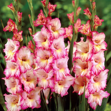 White Pink Perennial Gladiolus Flower seeds for Planting - Low Maintenance, Heirloom & GMO Free Seeds for Home Garden