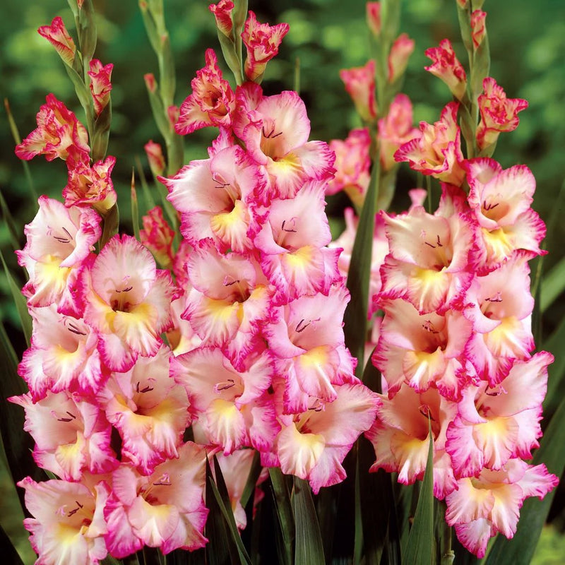 White Pink Perennial Gladiolus Flower seeds for Planting - Low Maintenance, Heirloom & GMO Free Seeds for Home Garden