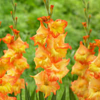 Yellow Orange Gladiolus Flower seeds for Planting - Wildflower Mix, Heirloom & GMO Free Seeds for Home Garden