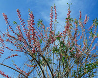 Gliricidia Sepium Tree Seeds for Planting - Bright Blooms, Heirloom & GMO Free Seeds for Home Garden