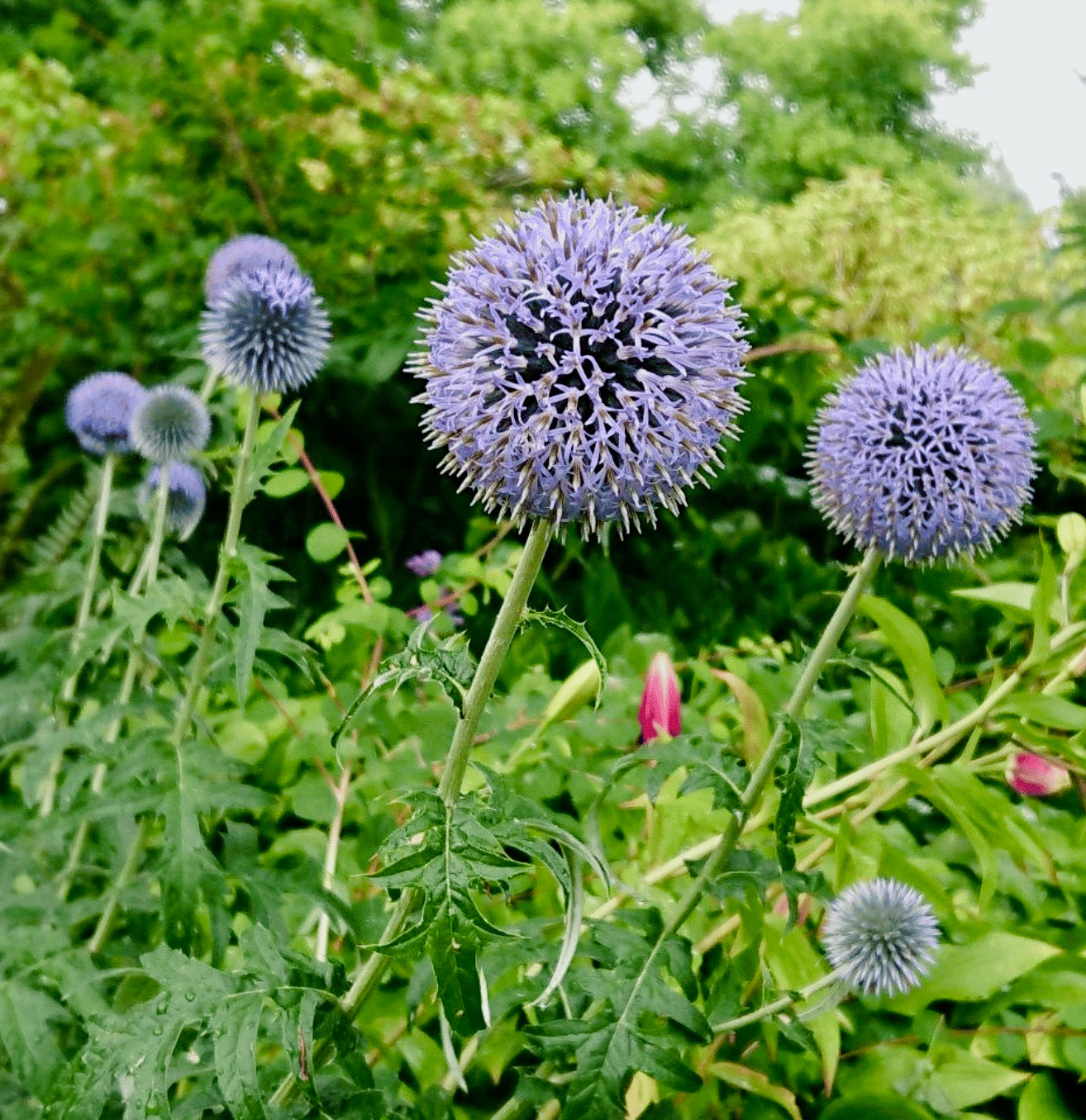 Purple Rattlesnake Flower seeds for Planting - Long Bloom Season, Heirloom & GMO Free Seeds for Home Garden
